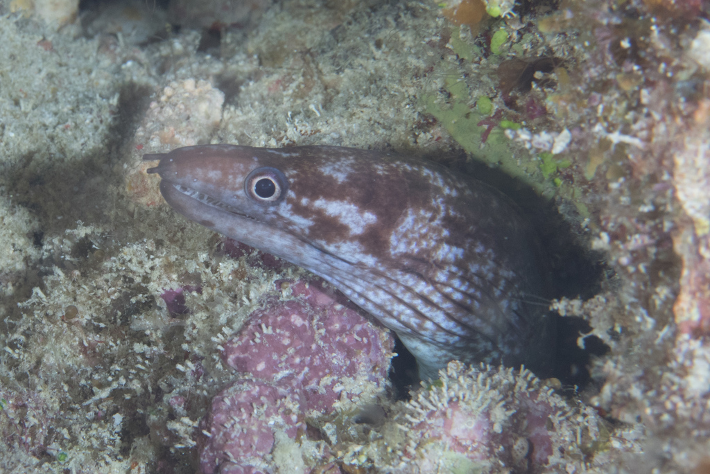 Blackpearl moray (Gymnothorax margaritophorus) — Muraenidae