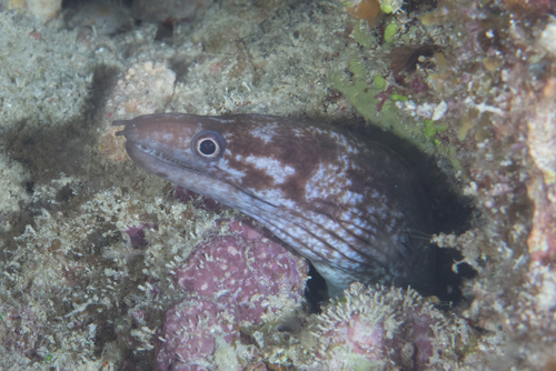 Blackpearl moray (Gymnothorax margaritophorus) — Muraenidae