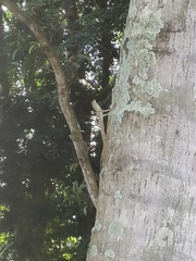 Draco spilopterus