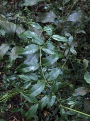 Coptosapelta diffusa