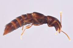 Euaesthetinae