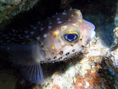 Cyclichthys spilostylus