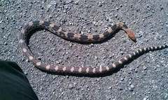 Pituophis deppei
