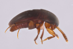 Ptomaphagus mitchellensis