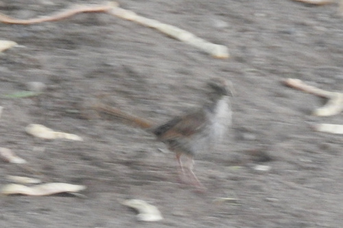Song Sparrow photographed in Arizona
