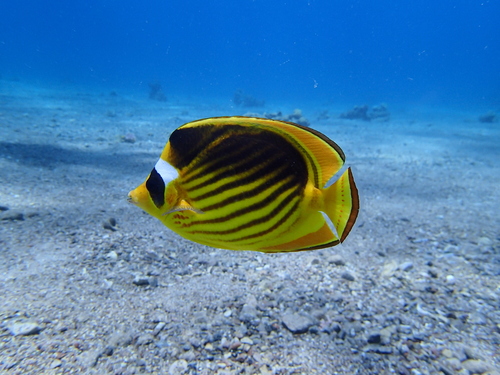 Diagonal butterflyfish (Chaetodon fasciatus) — Chaetodontidae — 3