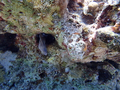 Gymnothorax nudivomer