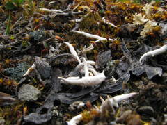 Thamnolia vermicularis vermicularis