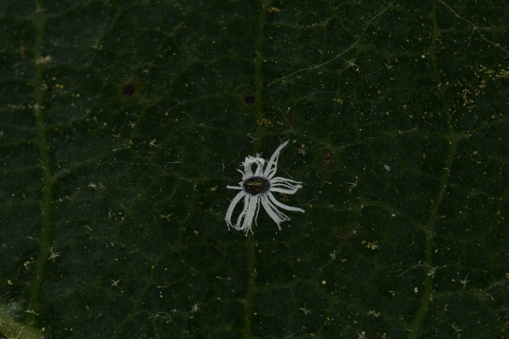 Tetraleurodes melanops