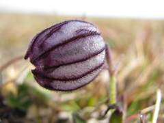 Silene uralensis