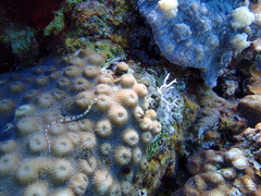 Corythoichthys flavofasciatus