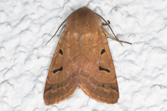 Dichagyris variabilis