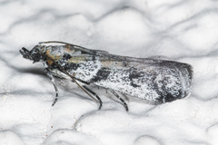 Laetilia dilatifasciella