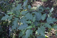 Datura stramonium