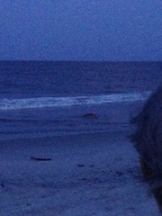 Caretta caretta