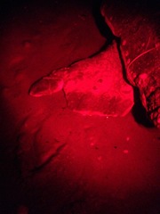 Caretta caretta