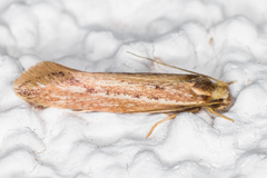 Ypsolopha sp-sw