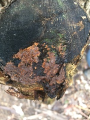 Gloeoporellus merulinus