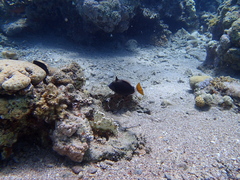 Sufflamen albicaudatum