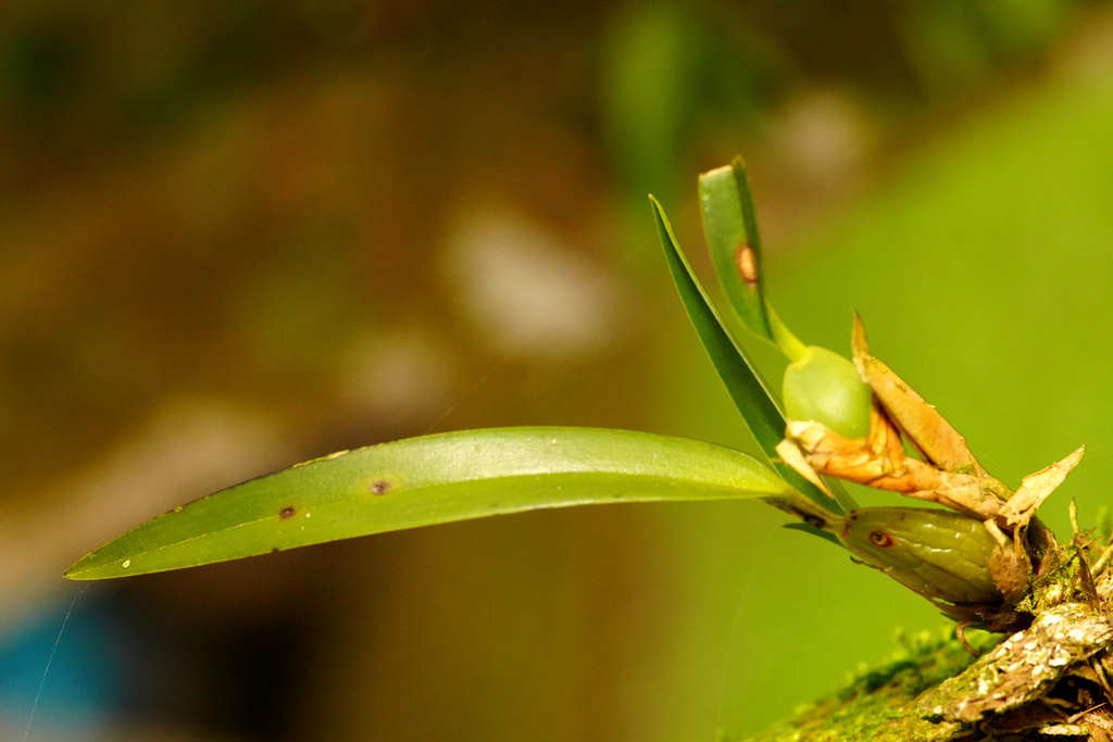 Maxillaria pseudoneglecta
