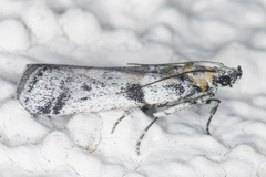 Laetilia dilatifasciella