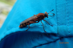 Mydidae