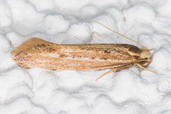 Ypsolopha sp-sw
