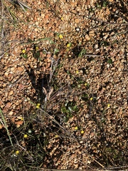 Nymphoides exiliflora