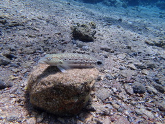 Parapercis hexophtalma