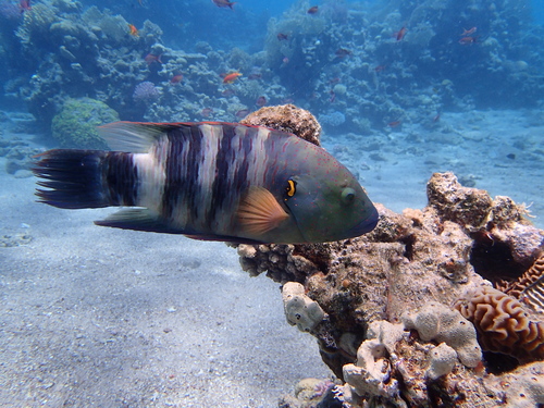 Broomtail Wrasse