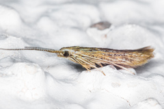 Coleophora quadruplex