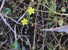 Nymphoides exiliflora