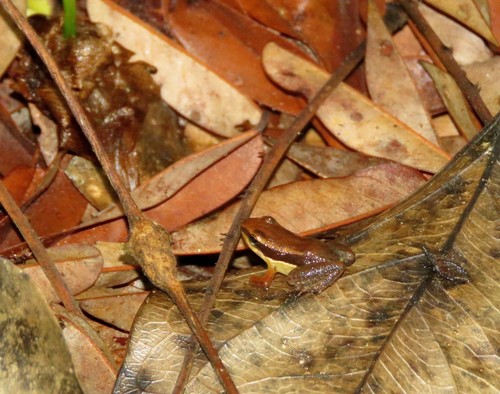 Allobates grillicantus
