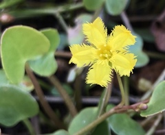 Nymphoides exiliflora