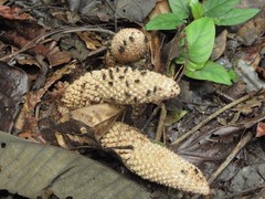 Ombrophytum peruvianum