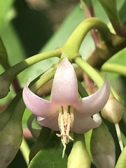Ardisia elliptica