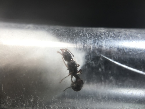 South American grooved ant photo 2