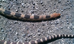 Pituophis deppei