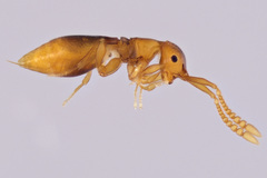 Ceraphronoidea