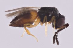 Ceraphronidae