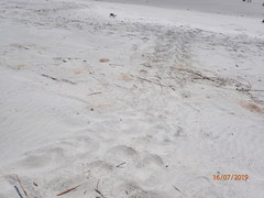 Caretta caretta