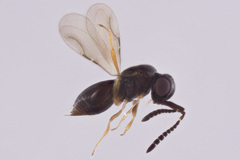 Ceraphronidae