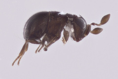Baeus