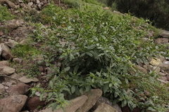 Phytolacca icosandra