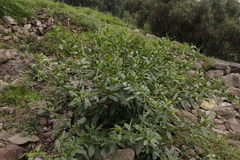 Phytolacca icosandra