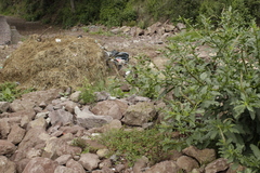 Phytolacca icosandra