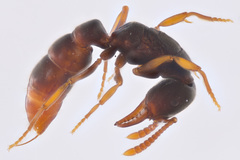 Stigmatomma pallipes