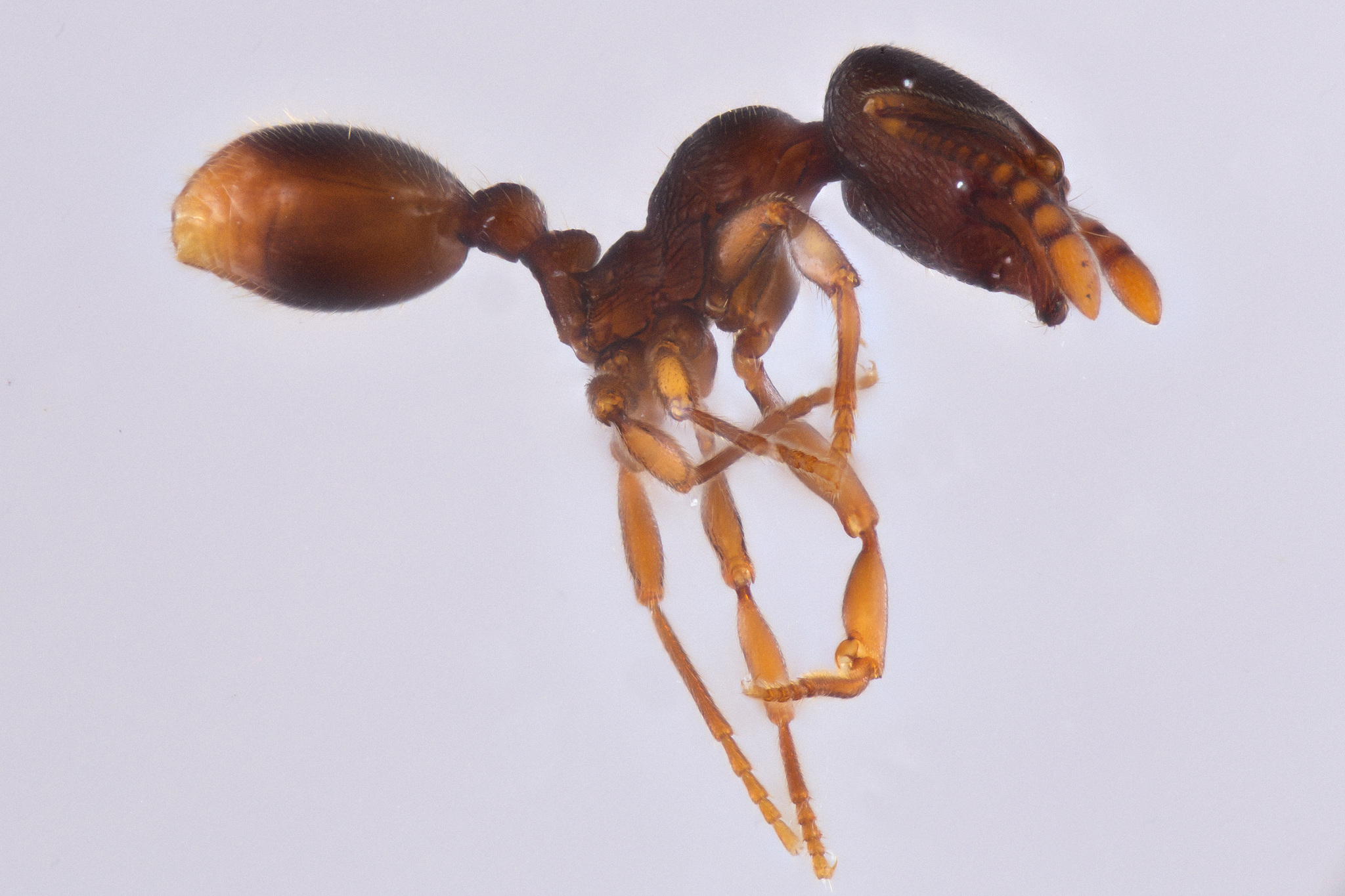Stenamma meridionale