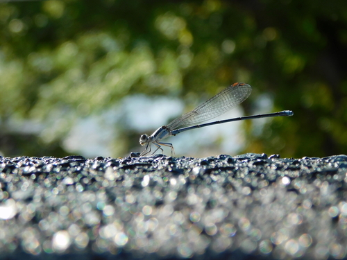 Powdered Dancer (Argia moesta), a species recorded in West Virginia