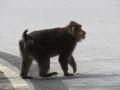 Macaca thibetana